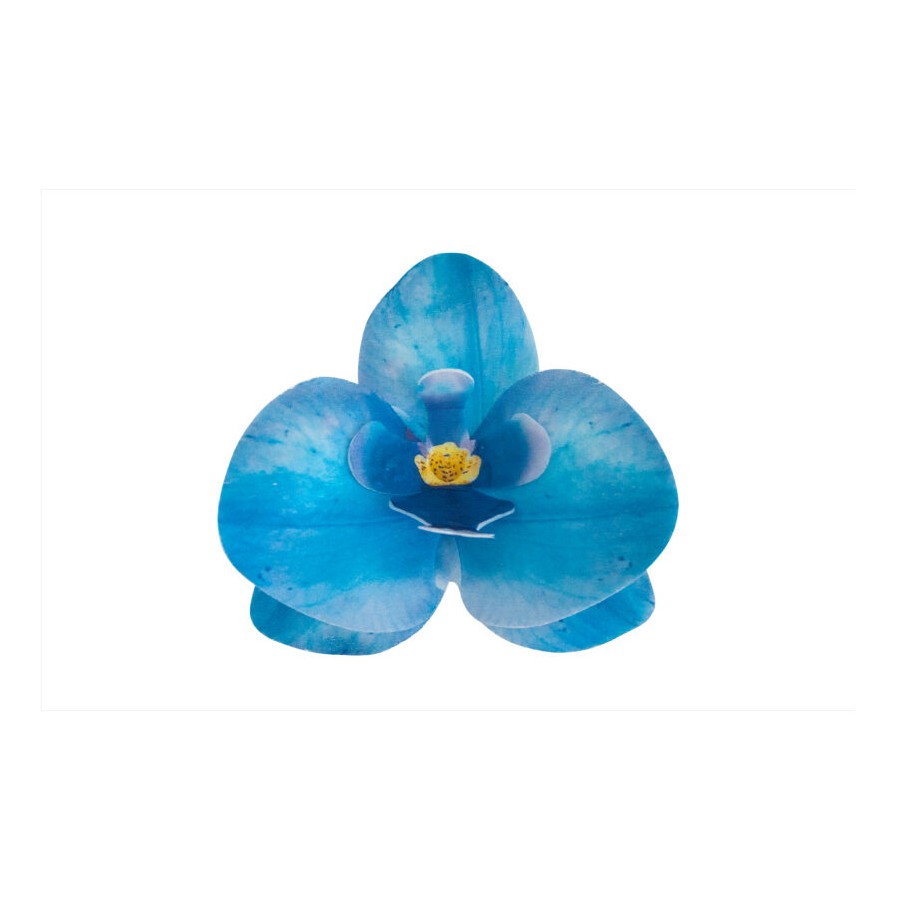 Vafeļu orhideja zila 8,5 x 7,5 x 1 cm
