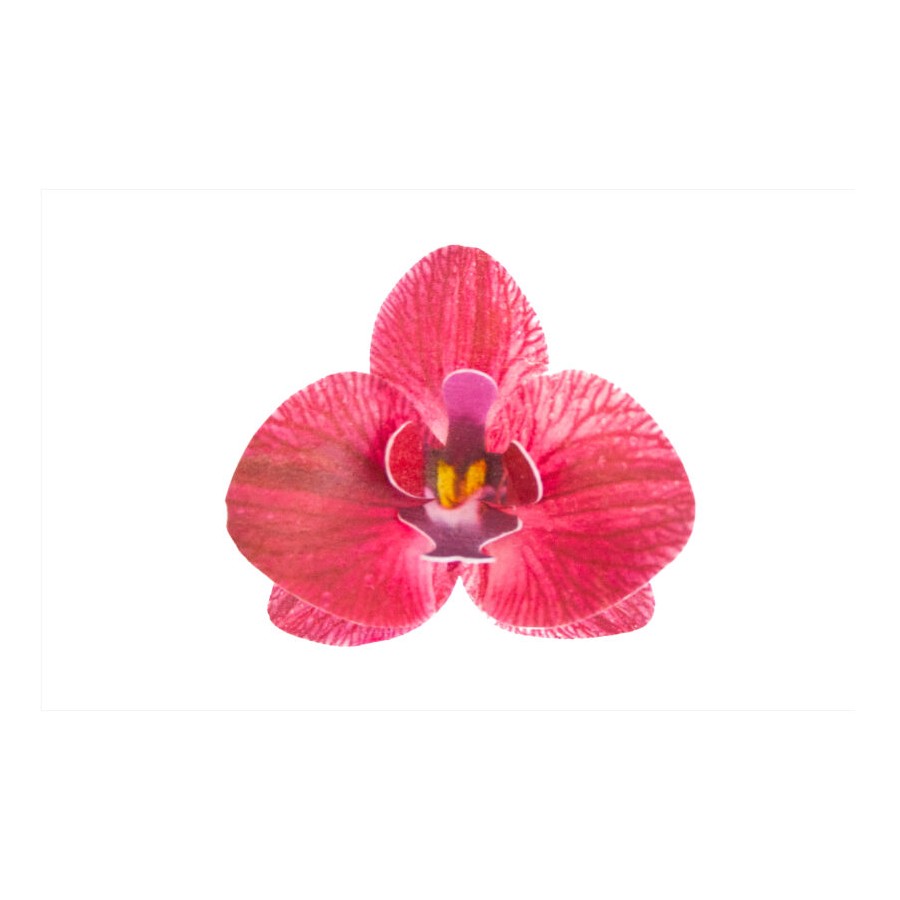 Vafeļu orhideja tumši rozā 8,5 x 7,5 x 1 cm