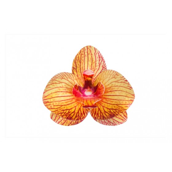 Vafeļu orhideja brūngana 8,5 x 7,5 x 1 cm
