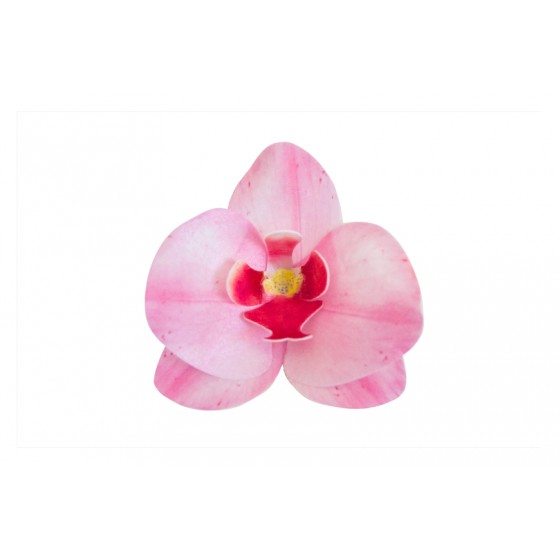 Vafeļu orhideja rozā 8,5 x 7,5 x 1 cm
