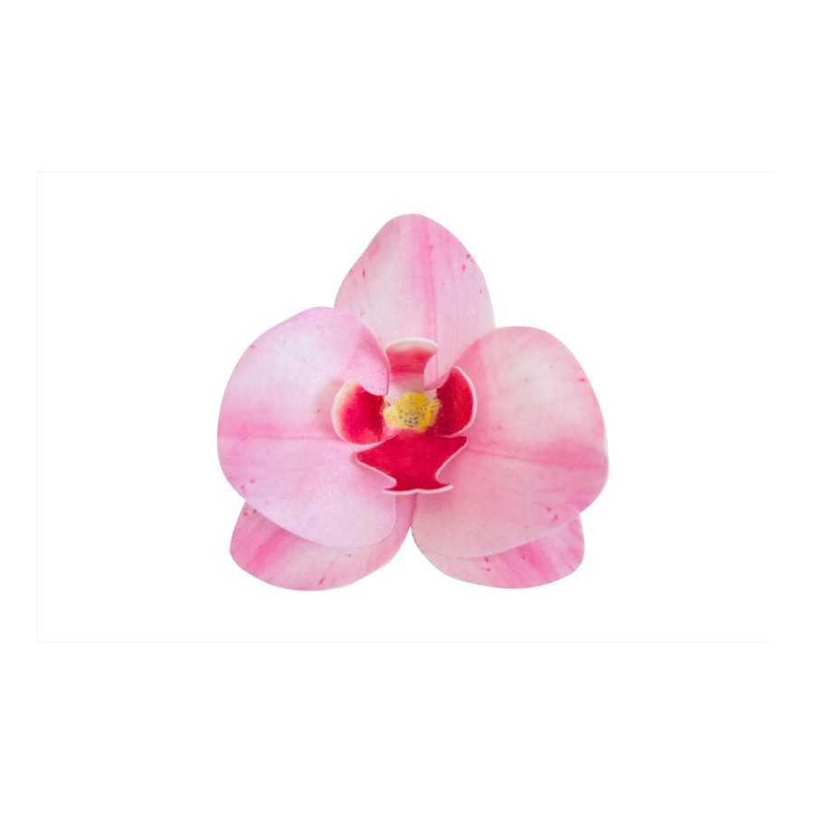 Vafeļu orhideja rozā 8,5 x 7,5 x 1 cm
